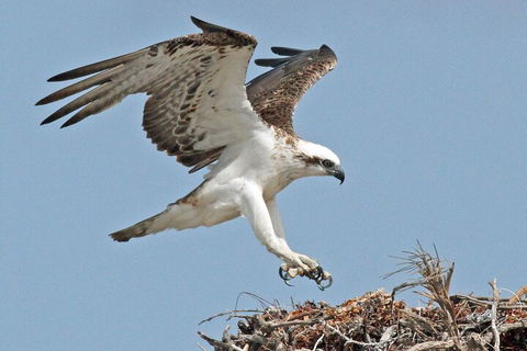 Pink Lake + Abrolhos Islands Nature Tour - SA Accommodation 3