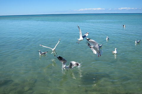 Pink Lake + Abrolhos Islands Nature Tour - SA Accommodation 5