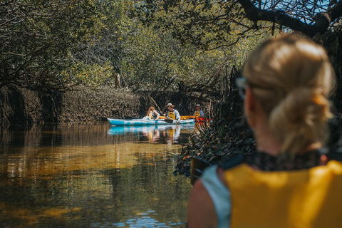 Kayak Tour In Adelaide Dolphin Sanctuary - SA Accommodation 0