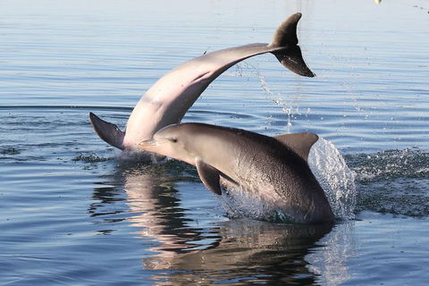 Kayak Tour In Adelaide Dolphin Sanctuary - SA Accommodation 5