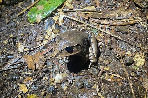 Evening Rainforest & Glow Worm Experience - SA Accommodation 1