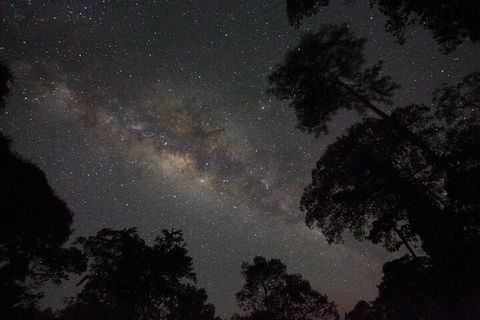 Evening Rainforest & Glow Worm Experience - SA Accommodation 4