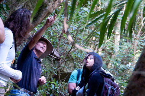 Natural Bridge & Springbrook Waterfalls Tour - SA Accommodation 4