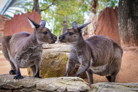 Australia Multi-City Attractions Pass - SA Accommodation 4