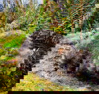 Cradle Mountain National Park Day Tour from Launceston - SA Accommodation