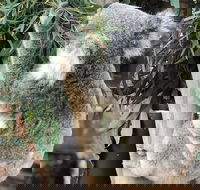 Private Blue Mountains and Wildlife Park Tour from Sydney with Barbecue Lunch - SA Accommodation
