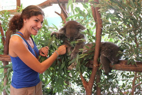 Pinnacles Desert, Koalas And Sandboarding 4WD Day Tour From Perth - SA Accommodation 5