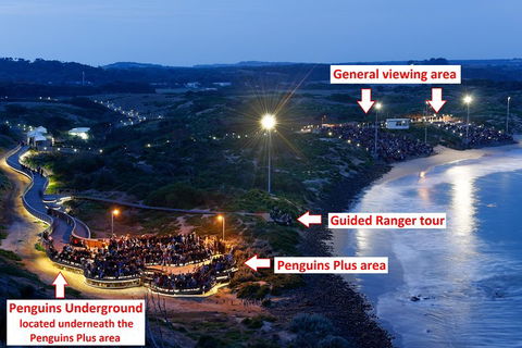 Phillip Island Penguin, Brighton Beach, Moonlit Sanctuary From Melbourne - SA Accommodation 4