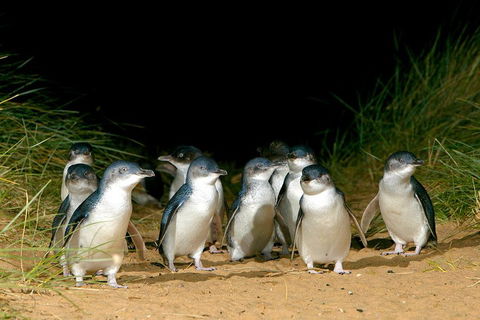 Phillip Island Penguin, Brighton Beach, Moonlit Sanctuary From Melbourne - SA Accommodation 5