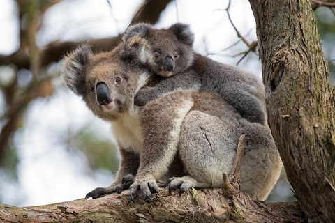 Great Ocean Road Sunset Tour From Melbourne - SA Accommodation 0