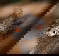 Currumbin Wildlife Sanctuary General Entry Ticket - SA Accommodation