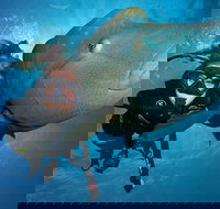 Great Barrier Reef Snorkeling and Diving Cruise from Cairns - SA Accommodation