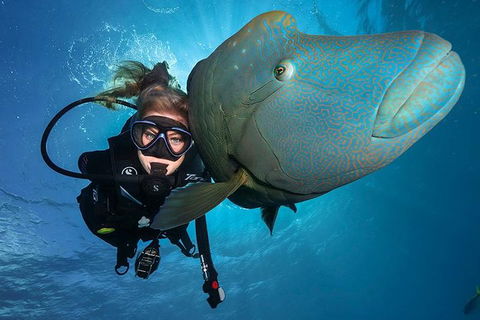Great Barrier Reef Snorkeling And Diving Cruise From Cairns - SA Accommodation 0