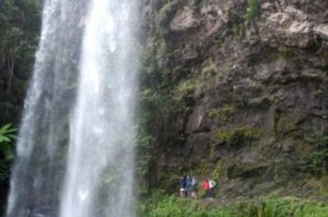 Springbrook National Park Discovery Full-Day Bushwalking Tour - SA Accommodation 0