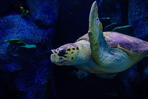 Sydney Attractions Pass: SEA LIFE Aquarium, Sydney Tower Eye, WILD LIFE Zoo And Madame Tussauds - SA Accommodation 1