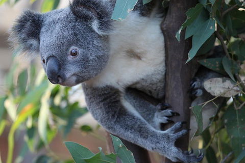 Sydney Attractions Pass: SEA LIFE Aquarium, Sydney Tower Eye, WILD LIFE Zoo And Madame Tussauds - SA Accommodation 2