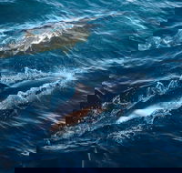 Sydney Whale-Watching Cruise - SA Accommodation