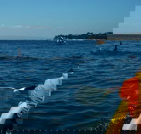 Mornington Peninsula Kayak Coastline Tour of Dolphin Sanctuary - SA Accommodation