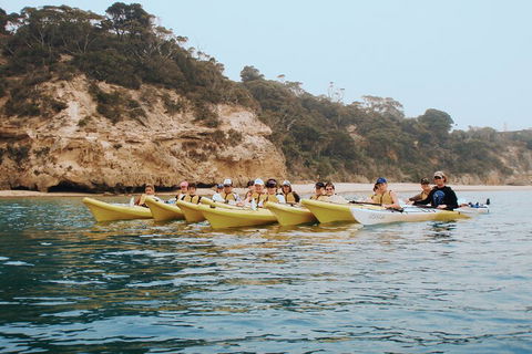 Mornington Peninsula Kayak Coastline Tour Of Dolphin Sanctuary - SA Accommodation 4
