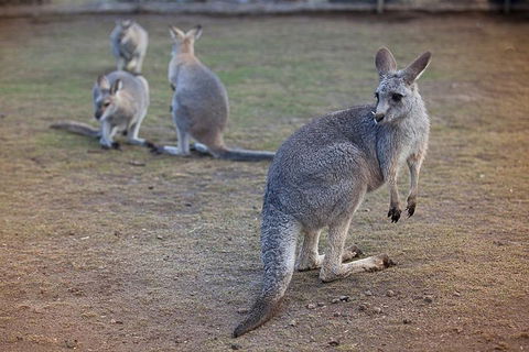 Private Tour: Blue Mountains Day Trip From Sydney - SA Accommodation 2