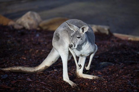 Private Tour: Blue Mountains Day Trip From Sydney - SA Accommodation 3