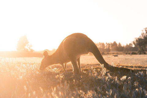 Small Group - 12 Apostles, Otways & Great Ocean Road Day Tour From Melbourne - SA Accommodation 0