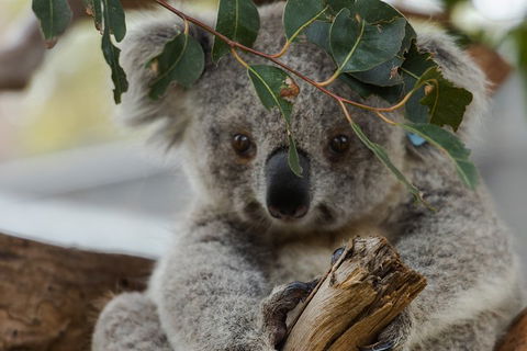 Small Group - Phillip Island Hike & Penguin Parade Day Tour From Melbourne - SA Accommodation 4