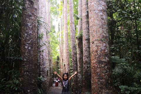 Private Tour To Paronella Park, Historic Village Herberton And Wild Life Wallaby - SA Accommodation 2