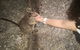 Private Tour To Paronella Park, Historic Village Herberton And Wild Life Wallaby - thumb 4