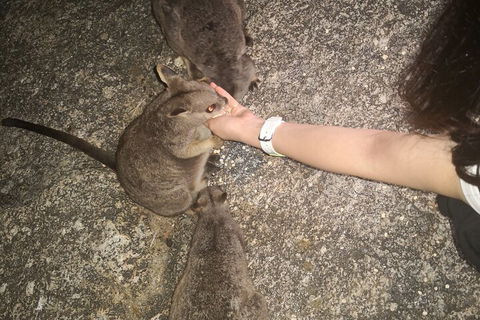 Private Tour To Paronella Park, Historic Village Herberton And Wild Life Wallaby - SA Accommodation 4