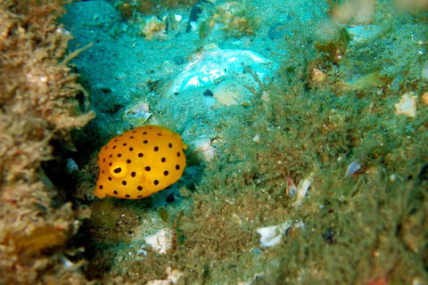 Wave Break Island Scuba Diving On The Gold Coast - SA Accommodation 3