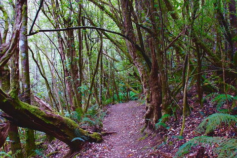 Kunanyi / Mt. Wellington Guided Hiking Tour - SA Accommodation 2