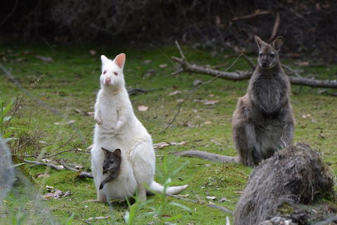 Full-Day Guided Bruny Island Tour From Hobart - SA Accommodation 0