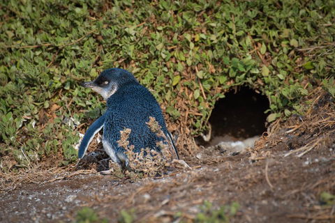 Small-Group Phillip Island Penguin Parade Day Tour From Melbourne - SA Accommodation 1