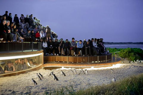 Small-Group Phillip Island Penguin Parade Day Tour From Melbourne - SA Accommodation 3