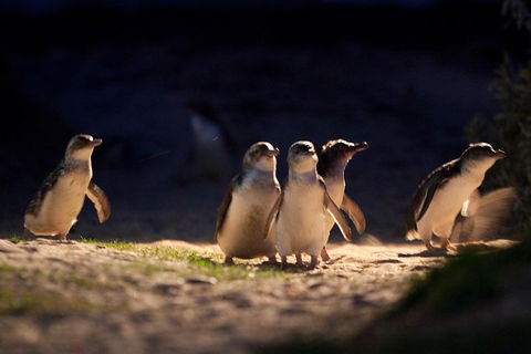 Small-Group Phillip Island Penguin Parade Day Tour From Melbourne - SA Accommodation 5