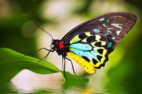 Australian Butterfly Sanctuary - SA Accommodation 4