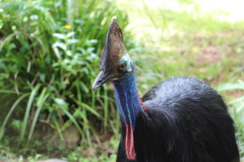 Kuranda Rainforestation Nature Park Ticket (BNP) - SA Accommodation 3