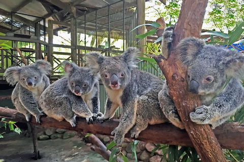 Kuranda Rainforestation Nature Park Ticket (BNP) - SA Accommodation 4