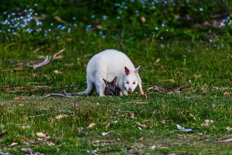 Bruny Island Traveller - Gourmet Tasting And Sightseeing Day Trip From Hobart - SA Accommodation 3
