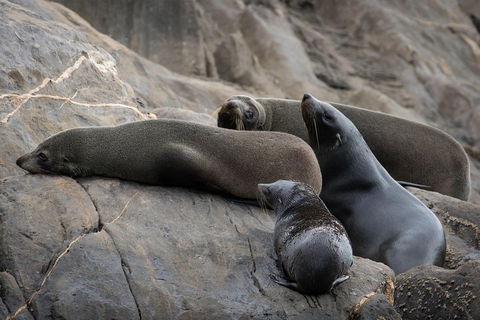 Kangaroo Island Ocean Safari - Snorkeling Safari - SA Accommodation 0