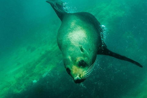 Kangaroo Island Ocean Safari - Snorkeling Safari - SA Accommodation 1