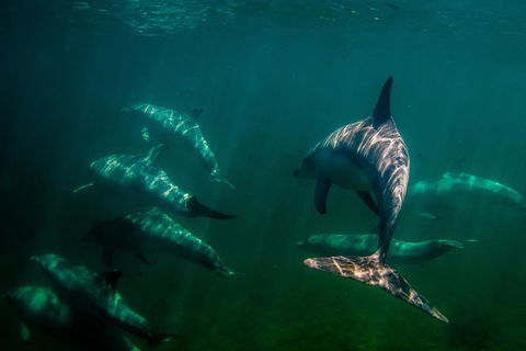 Kangaroo Island Ocean Safari - Snorkeling Safari - SA Accommodation 2