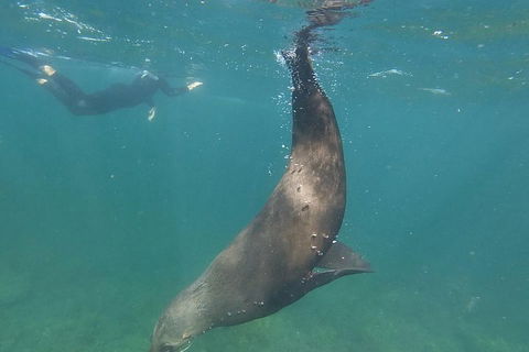 Kangaroo Island Ocean Safari - Snorkeling Safari - SA Accommodation 3