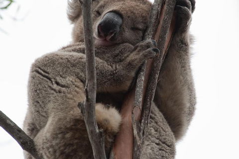 2-Day Kangaroo Island 4WD Small-Group Tour From Adelaide - SA Accommodation 0