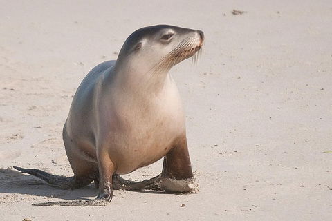 2-Day Kangaroo Island 4WD Small-Group Tour From Adelaide - SA Accommodation 4