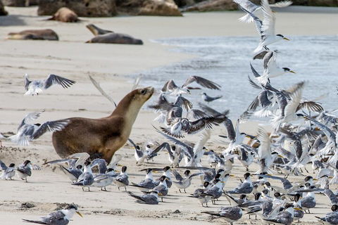 Full-Day Kangaroo Island Experience Departing From Kangaroo Island - SA Accommodation 1