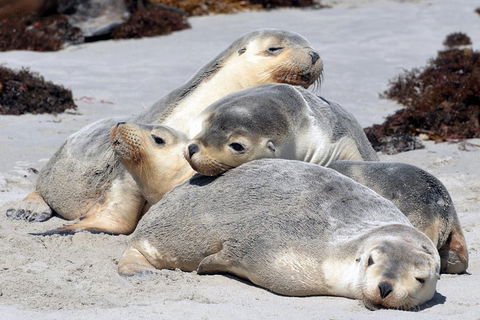 Small-Group Kangaroo Island 4WD Tour From Adelaide - SA Accommodation 1