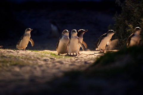 Melbourne City Tour And Phillip Island In One Day - SA Accommodation 4