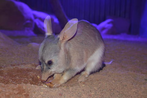 Kuranda Wildlife Experience Three Attraction Pass - SA Accommodation 0